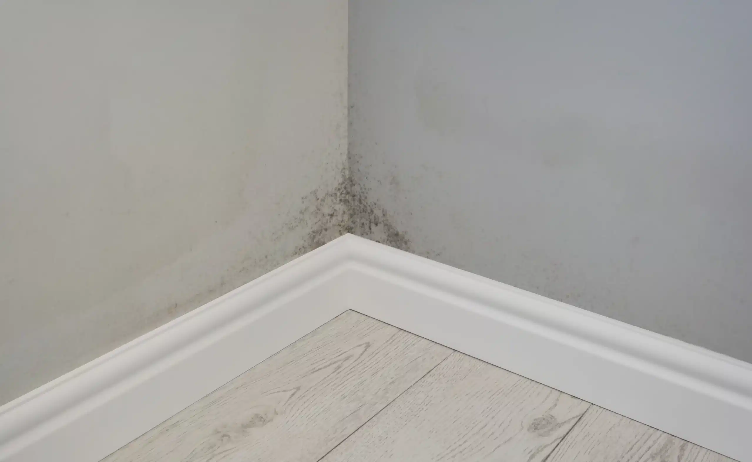 Wall mold before remediation — mold growth in corner along baseboards